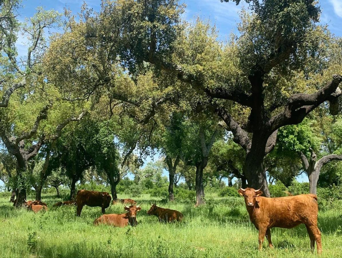 Herdade Da Maridona - Agroturismo Эштремош Экстерьер фото